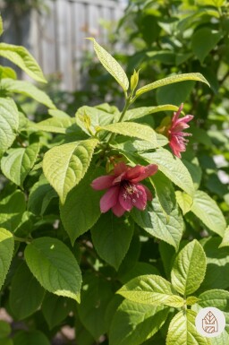 Calycanthus floridus arbuste 40-50 cm
