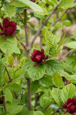 Calycanthus 'Hartlage Wine' C3 40-50