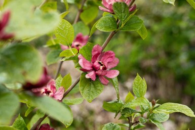 Calycanthus 'Hartlage Wine' C3 40-50