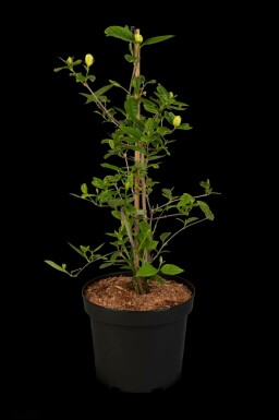 Calycanthe Calycanthus 'Venus' arbuste 30-40 C3 Calycanthus 'Venus' arbuste 30-40 cm