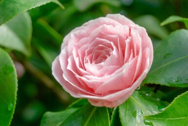 Camellia japonica 'Bonomiana' C5 60-70