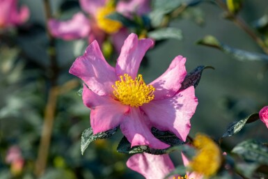 Camellia sasanqua 'Cleopatra' C3 30-40
