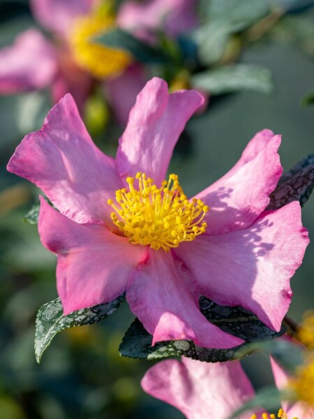 Camélia de noël Camellia sasanqua 'Cleopatra' arbuste 60-70 C5 Camellia sasanqua 'Cleopatra' arbuste 60-70 cm