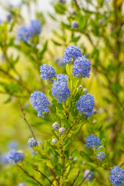 Céanothe Ceanothus impressus 'Victoria' arbuste 30-40 C7,5 Ceanothus impressus 'Victoria' arbuste 30-40 cm