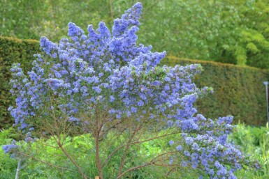 Ceanothus 'Puget Blue' C2 20-30