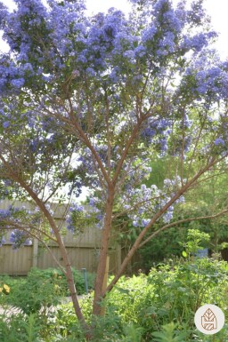 Ceanothus 'Puget Blue' arbuste 20-30 cm