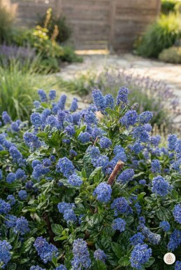 Ceanothus thyrsiflorus 'Repens' arbuste 10-15 cm