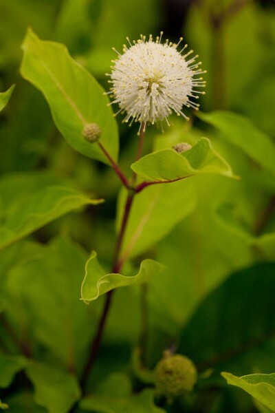 Cephalanthus occidentalis C3 30-40