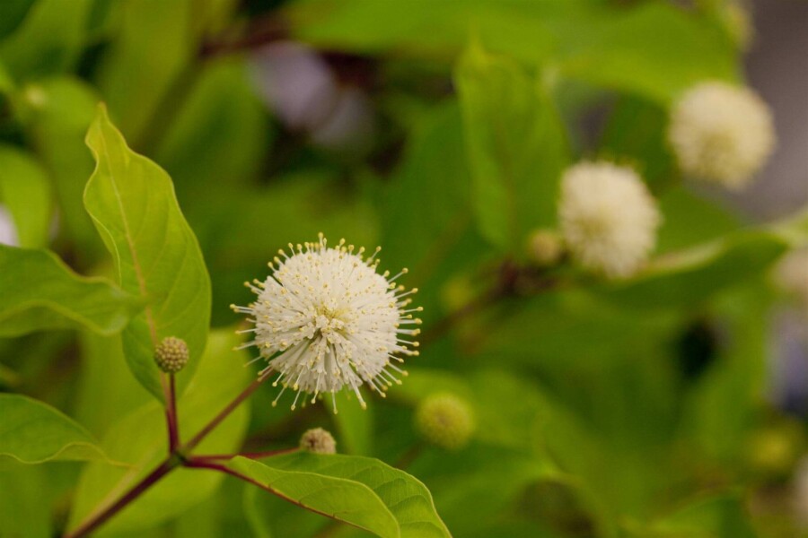 Bois-bouton Cephalanthus occidentalis arbuste 30-40 C3 Cephalanthus occidentalis arbuste 30-40 cm