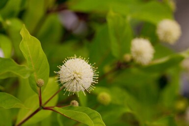 Cephalanthus occidentalis C7,5 50-60