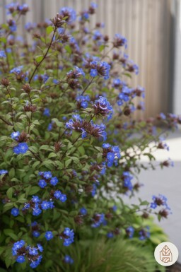 Ceratostigma willmottianum arbuste 30-40 cm