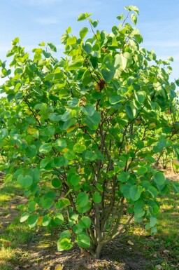 Cercis Cercis canadensis arbuste 60-80 C7,5 Cercis canadensis arbuste 60-80 cm
