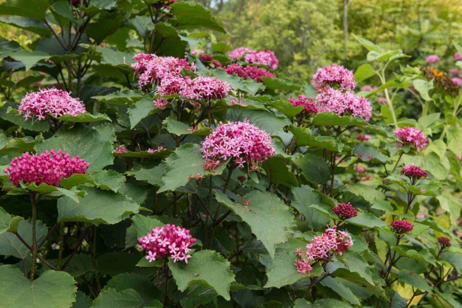 Clérodendron de bunge Clerodendrum bungei arbuste 30-40 C3 Clerodendrum bungei arbuste 30-40 cm