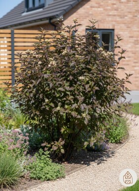 Cornus alba 'Kesselringii' arbuste 80-100 cm