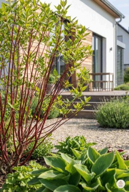 Cornus alba 'Sibirica' arbuste 60-80 cm