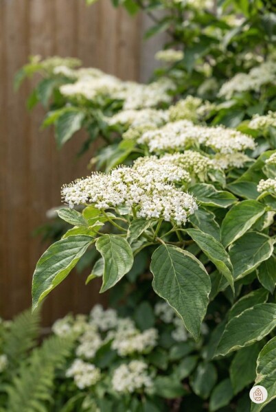 Cornus controversa arbuste 100-125 cm