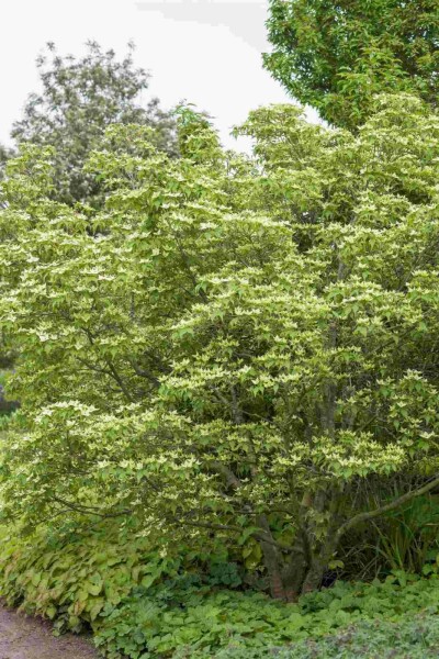 Cornouiller kousa Cornus kousa chinensis arbuste 100-125 C12 Cornus kousa chinensis arbuste 100-125 cm