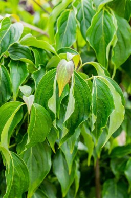 Cornouiller kousa Cornus kousa chinensis arbuste 100-125 C12 Cornus kousa chinensis arbuste 100-125 cm