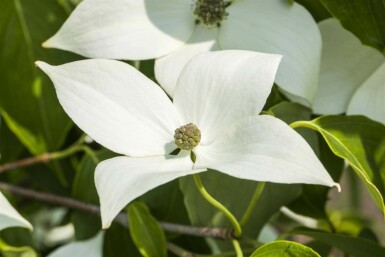 Cornus kousa 'Milky Way' C30 120-140