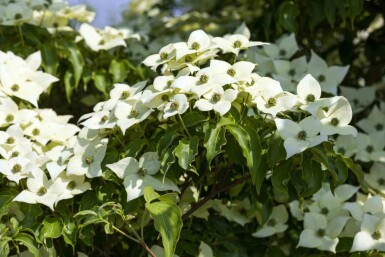 Cornus kousa 'Milky Way' C7,5 80-100