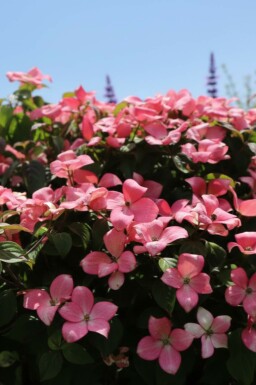 Cornus kousa 'Satomi Compact' arbuste 50-60 cm