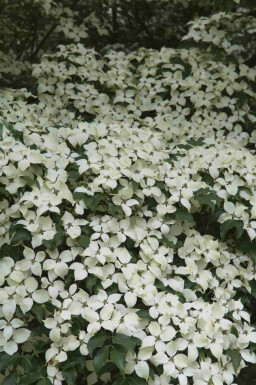 Aucune image disponible