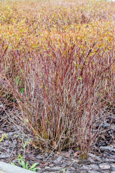Cornus sericea 'Kelseyi' C3 20-30
