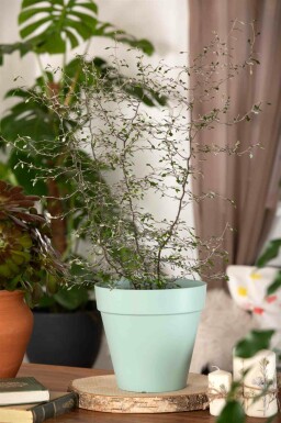 Arbre fil de fer Corokia cotoneaster arbuste 40-50 C2 Corokia cotoneaster arbuste 40-50 cm