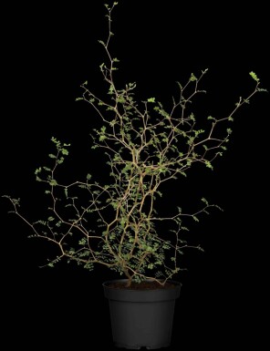Arbre fil de fer Corokia cotoneaster arbuste 40-50 C2 Corokia cotoneaster arbuste 40-50 cm