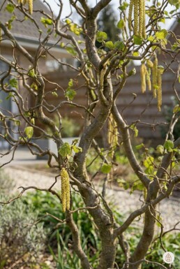 Corylus avellana 'Contorta' arbuste 40-60 cm
