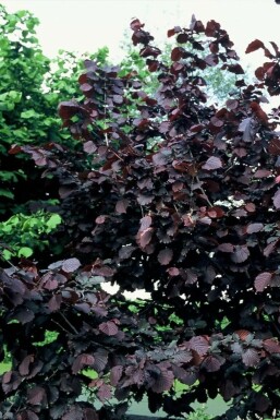 noisetier commun Corylus avellana 'Rode Zellernoot' arbuste Corylus avellana 'Rode Zellernoot' arbuste