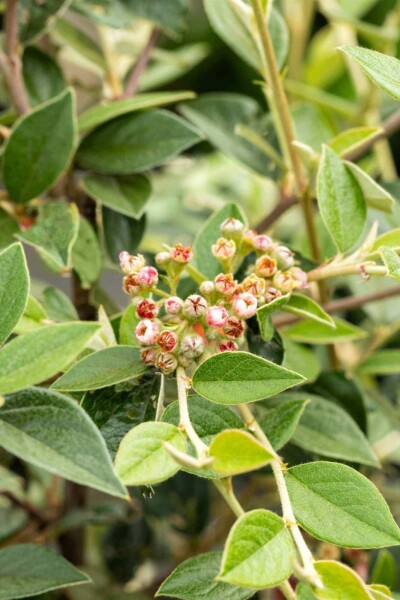 Cotonéaster Cotoneaster franchetii arbuste 60-80 C12 Cotoneaster franchetii arbuste 60-80 cm