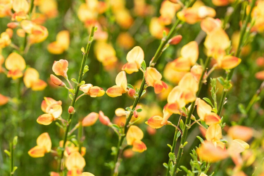 Genêt Cytisus 'Apricot Gem' arbuste 30-40 C1,5 Cytisus 'Apricot Gem' arbuste 30-40 cm