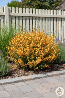 Cytisus 'Apricot Gem' arbuste 30-40 cm