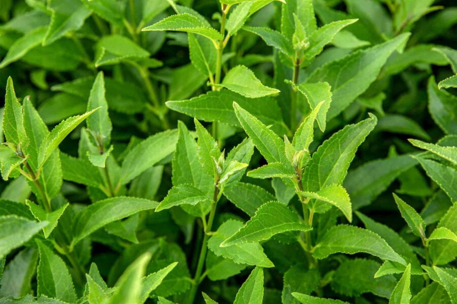 Arbuste de printemps Deutzia gracilis arbuste 50-60 C10 Deutzia gracilis arbuste 50-60 cm