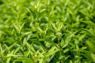 Arbuste de printemps Deutzia gracilis arbuste 50-60 C10 Deutzia gracilis arbuste 50-60 cm