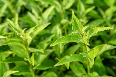 Arbuste de printemps Deutzia gracilis arbuste 50-60 C10 Deutzia gracilis arbuste 50-60 cm