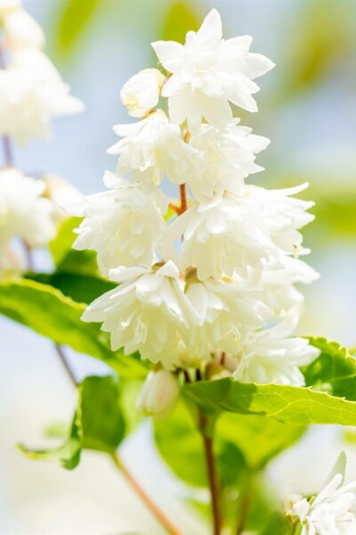 Deutzia rugueuse Deutzia scabra 'Plena' arbuste 60-80 C3 Deutzia scabra 'Plena' arbuste 60-80 cm