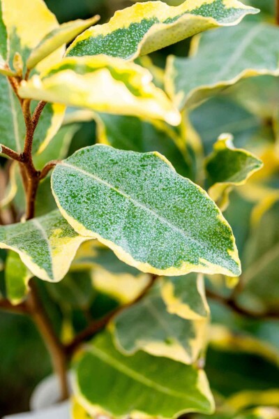 Chalef Elaeagnus ebbingei 'Limelight' arbuste 30-40 C3 Elaeagnus ebbingei 'Limelight' arbuste 30-40 cm