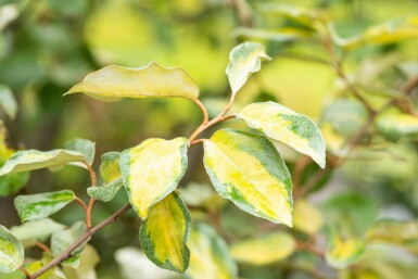 Chalef Elaeagnus ebbingei 'Limelight' arbuste 30-40 C3 Elaeagnus ebbingei 'Limelight' arbuste 30-40 cm