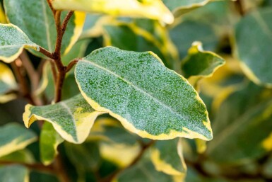 Chalef Elaeagnus ebbingei 'Limelight' arbuste 30-40 C3 Elaeagnus ebbingei 'Limelight' arbuste 30-40 cm