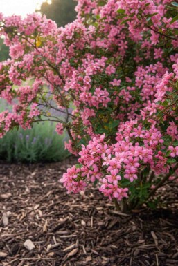 Escallonia rouge Escallonia 'Donard Seedling' arbuste 30-40 C3 Escallonia 'Donard Seedling' arbuste 30-40 cm