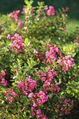 Escallonie Escallonia 'Red Dream' arbuste 30-40 C3 Escallonia 'Red Dream' arbuste 30-40 cm