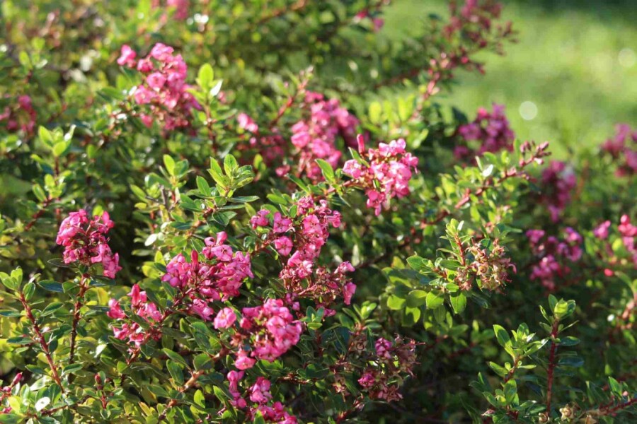 Escallonie Escallonia 'Red Dream' arbuste 30-40 C3 Escallonia 'Red Dream' arbuste 30-40 cm