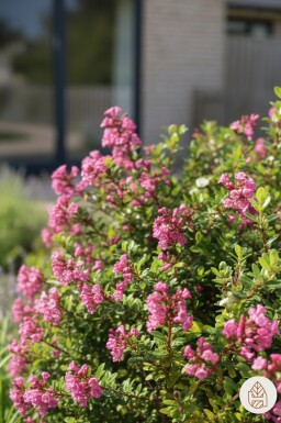 Escallonia 'Red Dream' arbuste 30-40 cm