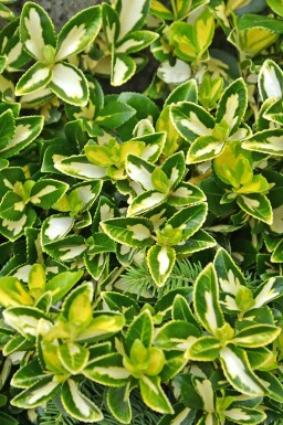 fusain de Fortune Euonymus fortunei 'Blondy' arbuste Euonymus fortunei 'Blondy'