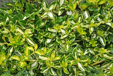 fusain de Fortune Euonymus fortunei 'Blondy' arbuste Euonymus fortunei 'Blondy'