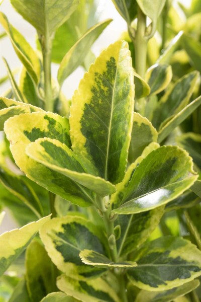 Fusain du japon Euonymus japonicus 'Aureomarginatus' arbuste 20-30 C1,7 Euonymus japonicus 'Aureomarginatus' arbuste 20-30 cm