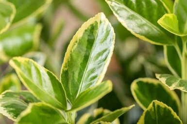 Fusain du japon Euonymus japonicus 'Aureomarginatus' arbuste 20-30 C1,7 Euonymus japonicus 'Aureomarginatus' arbuste 20-30 cm