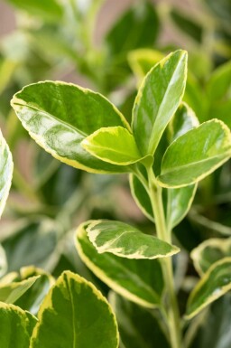 Fusain du japon Euonymus japonicus 'Aureomarginatus' arbuste 20-30 C1,7 Euonymus japonicus 'Aureomarginatus' arbuste 20-30 cm